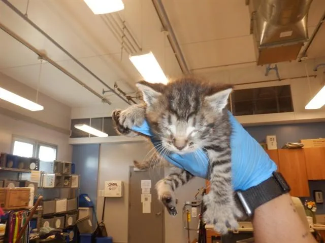 A baby small-sized male Domestic Short Hair cat named Silver for adoption in San Jose, CA