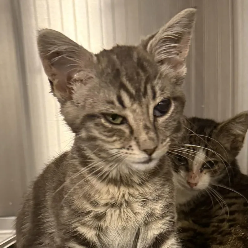 A baby small-sized female Domestic Short Hair cat named Bronte for adoption in Hagerstown, MD