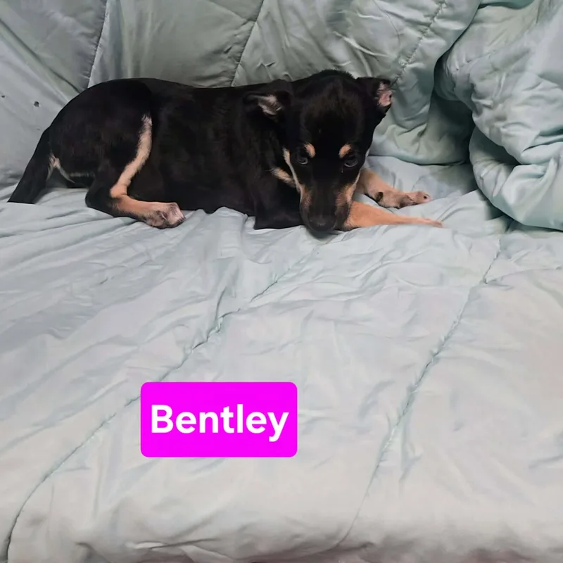 Bentley