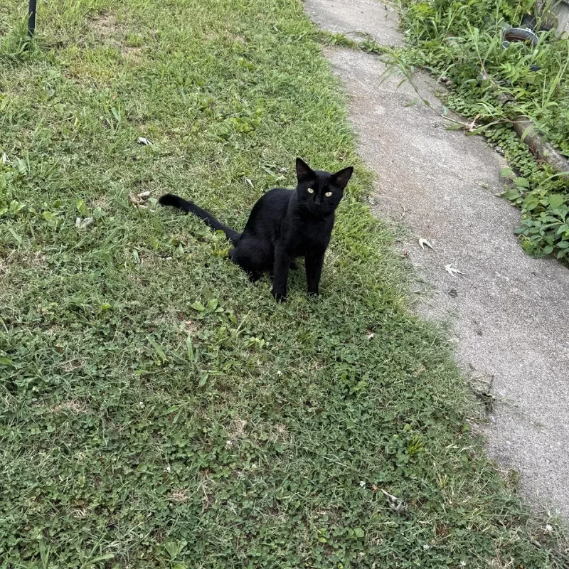 An adult large-sized male Black Bombay cat named Lint for adoption in Tulsa, OK