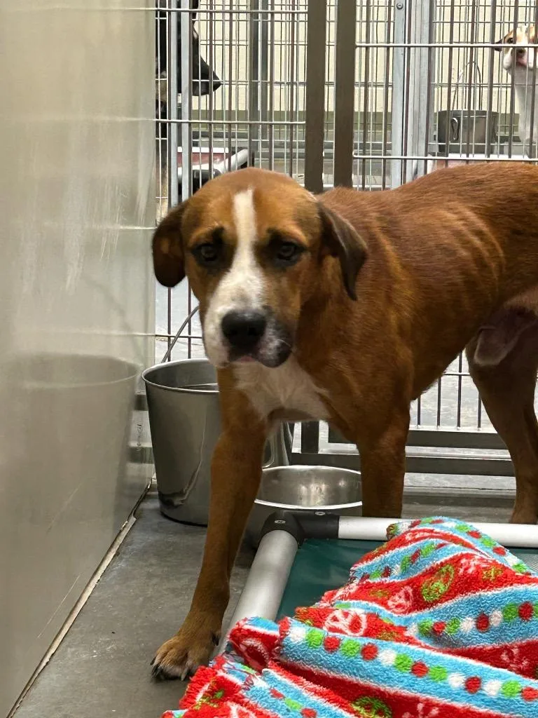 A young medium-sized male Retriever dog named Skip for adoption in Winder, GA