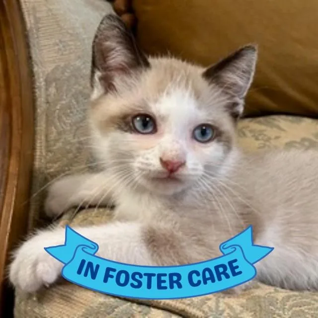 A baby small-sized male Domestic Short Hair cat named Theo for adoption in Tallahassee, FL
