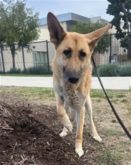 An adult medium-sized male German Shepherd Dog dog named Hitmonlee for adoption in Tustin, CA