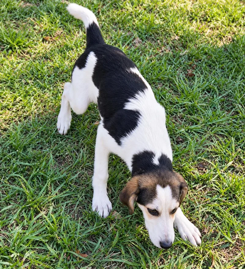 A baby large-sized female Labrador Retriever dog named Dexter for adoption in Kiln, MS