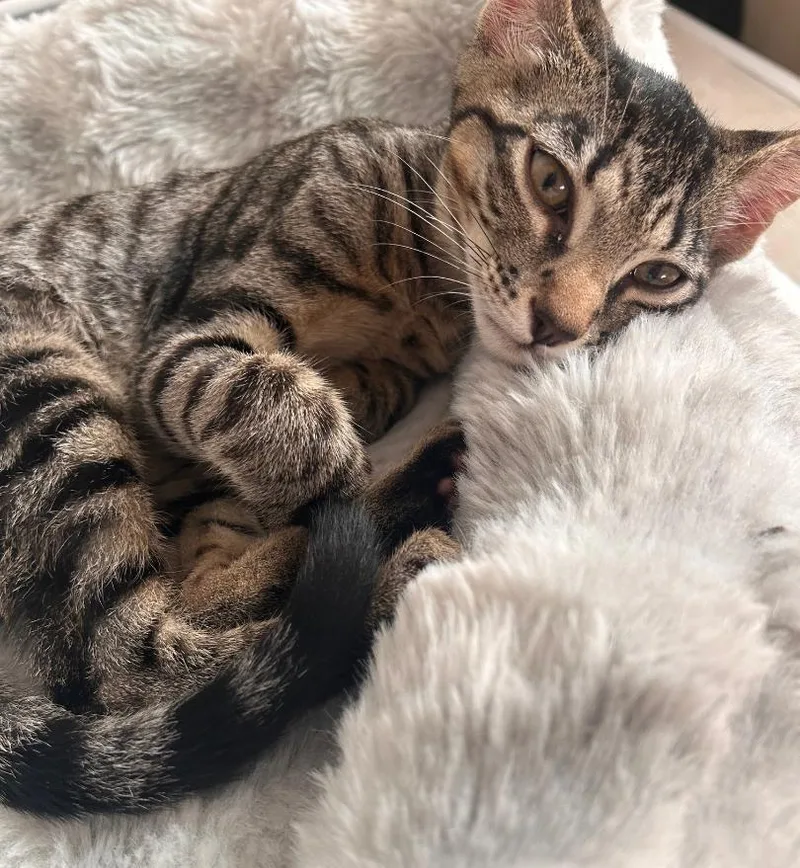 A baby medium-sized male Tiger cat named Luca for adoption in Jamaica Plain, MA