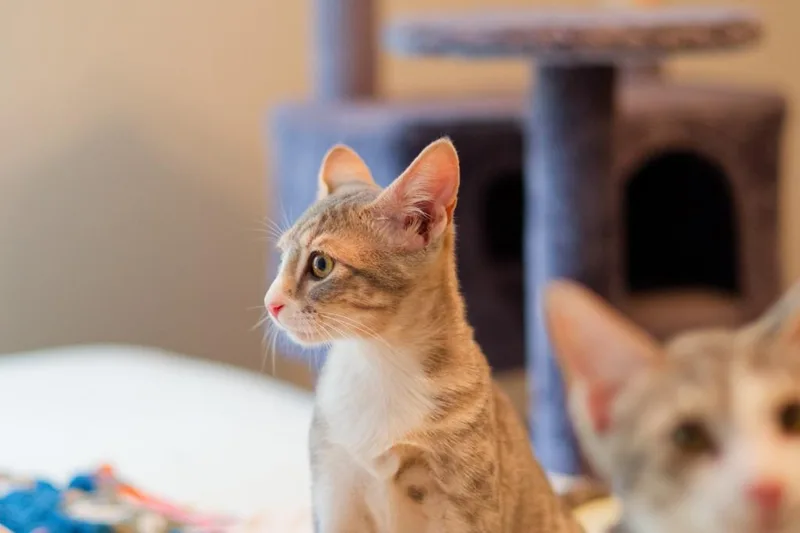 A baby medium-sized female Domestic Short Hair cat named Boulder for adoption in Hot Springs, AR