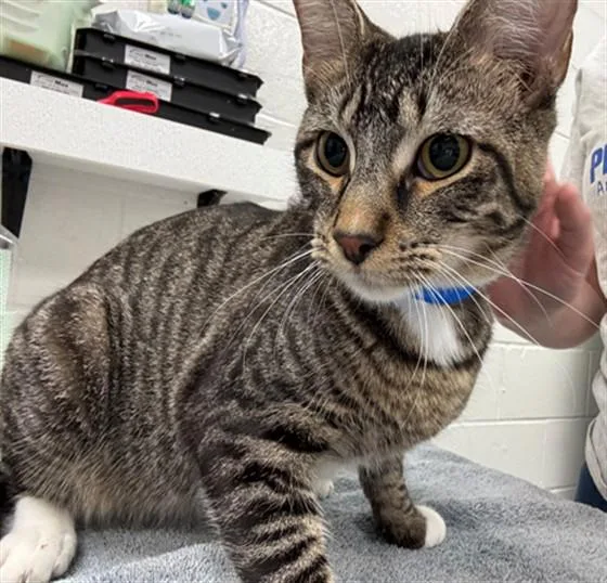A young small-sized male Domestic Short Hair cat named Cubby for adoption in Peoria, IL