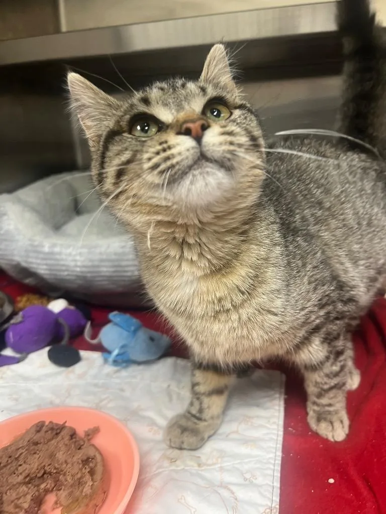 Sparkplug thumbnail 2