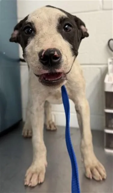 A baby small-sized female Pit Bull Terrier dog named Montgomery Boop for adoption in San Bernardino, CA