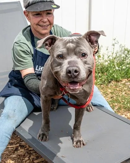 An adult large-sized male Mixed Breed dog named Alaric for adoption in Chamblee, GA