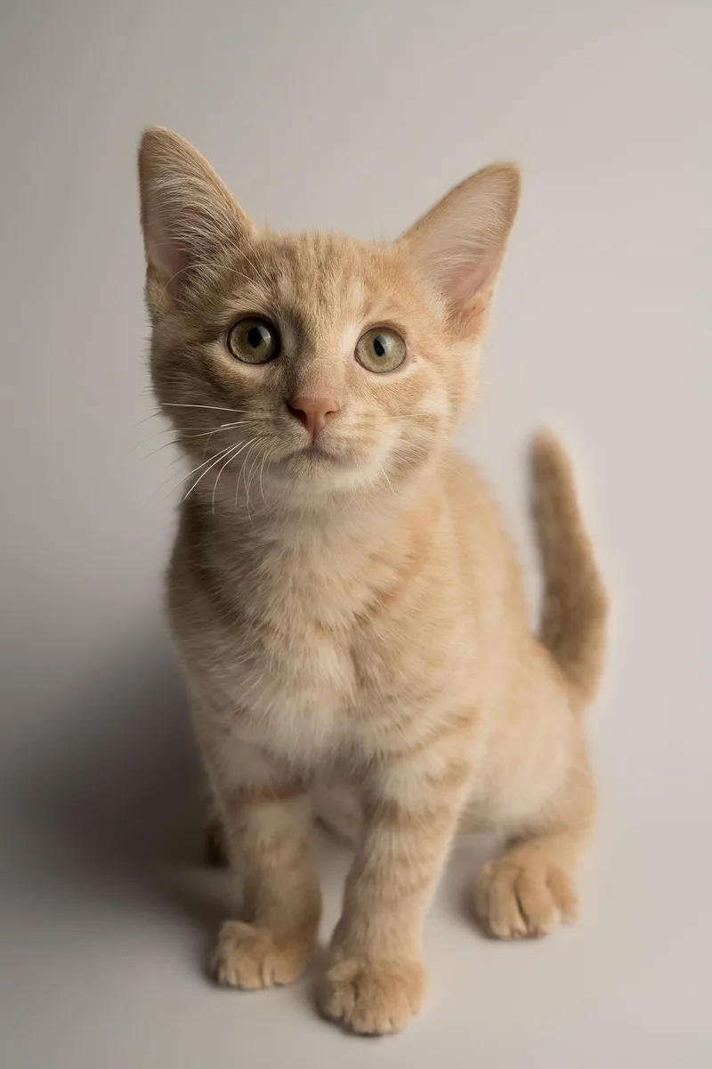 A baby small-sized male Buff / Tan / Fawn Domestic Short Hair cat named Boogie for adoption in Stoughton, WI