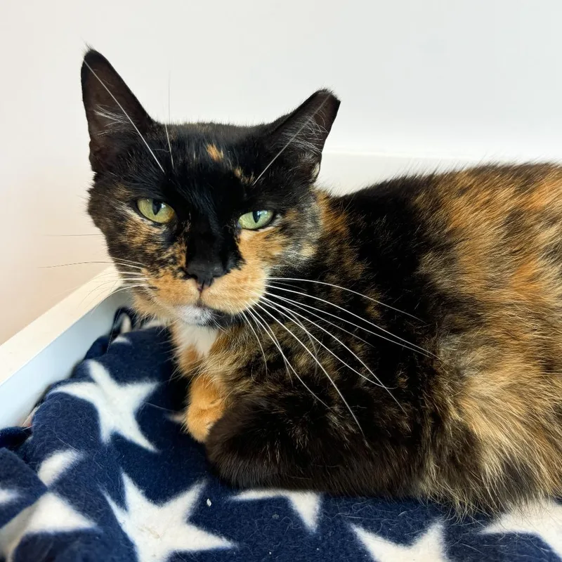 An adult medium-sized female Tortoiseshell Domestic Short Hair cat named Lucy Goose for adoption in Fort Wayne, IN