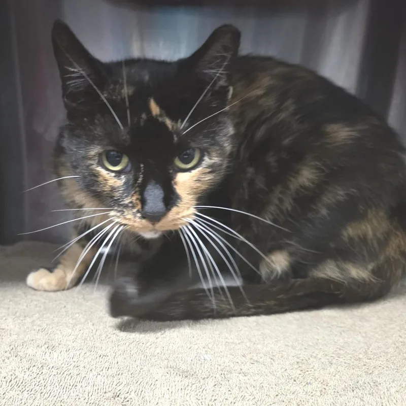 Lucy Goose thumbnail 3