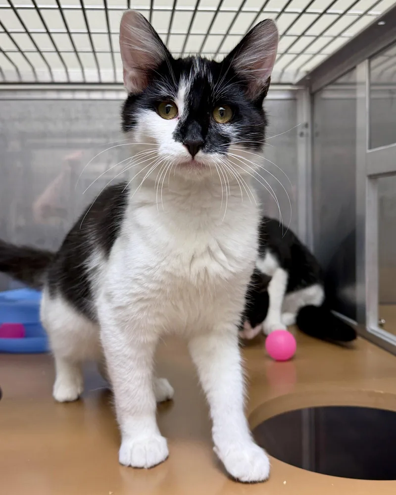 A baby medium-sized male Black Domestic Short Hair cat named Kayan for adoption in Oakland, CA