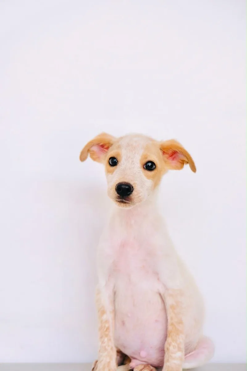 A baby medium-sized male Terrier dog named Walmart for adoption in San Diego, CA