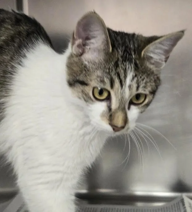 A young small-sized male White Domestic Short Hair cat named Andrew for adoption in North Myrtle Beach, SC