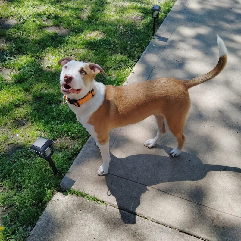 Leonardo