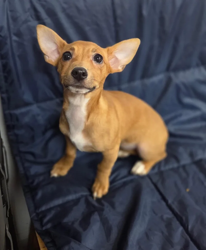 A baby small-sized female Apricot / Beige Chiweenie dog named Starburst and Pez for adoption in Eugene, OR