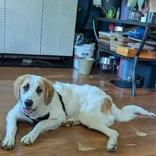 A young large-sized male White / Cream Golden Retriever dog named Lucky for adoption in Overland Park, KS