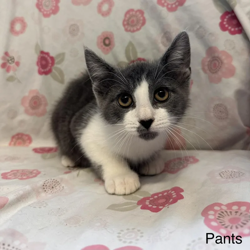 A young medium-sized male Gray & White Domestic Short Hair cat named Pants Kohls Litter for adoption in East Northport, NY