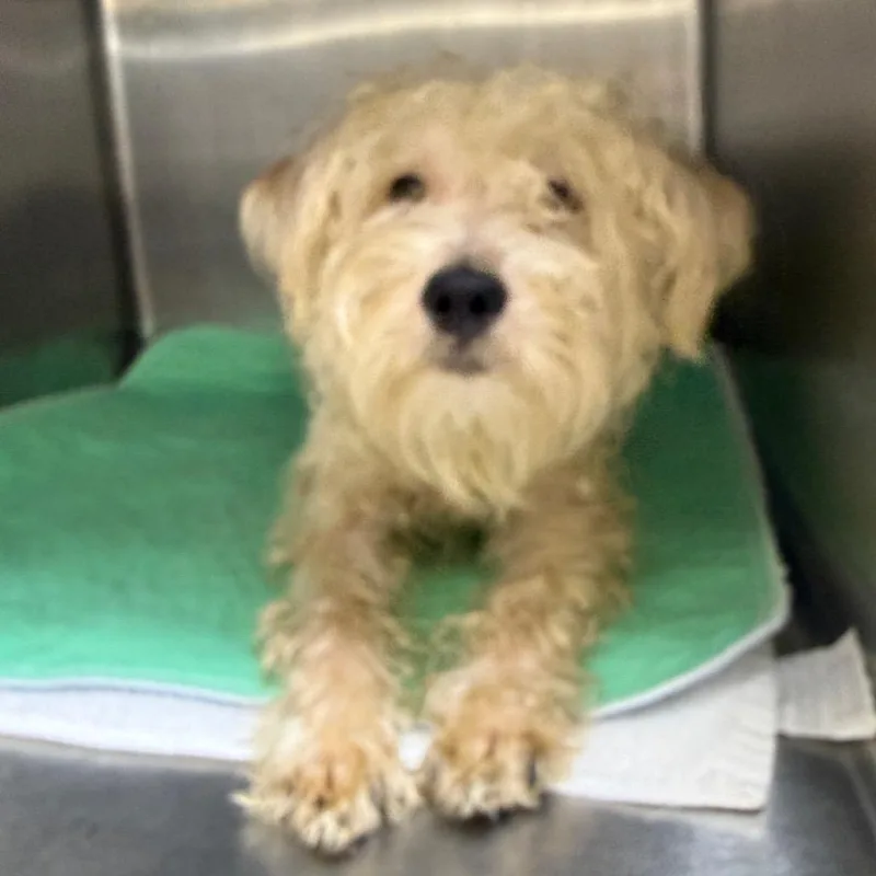 An adult small-sized male Gray / Blue / Silver Yorkshire Terrier dog named Roger for adoption in Houston, TX