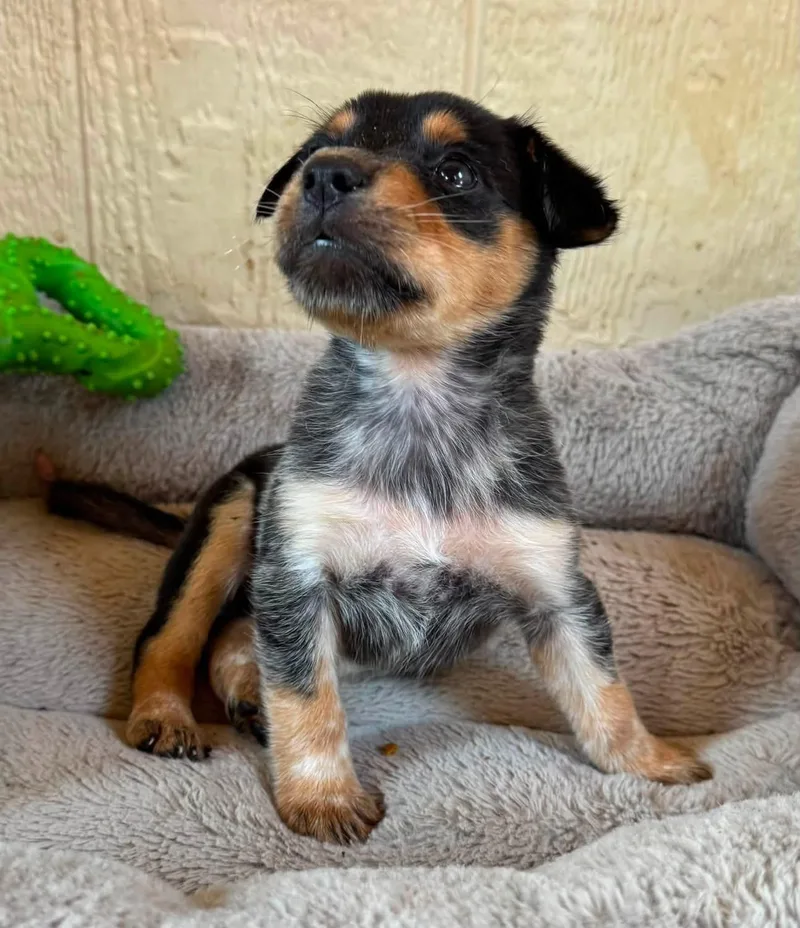 Rosie thumbnail 2