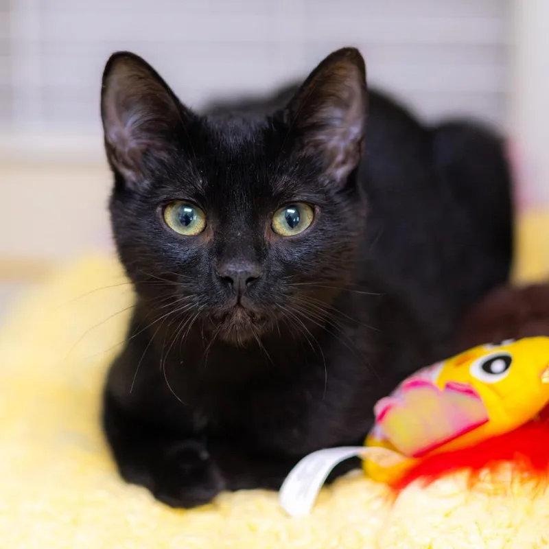 A baby medium-sized male Black Domestic Short Hair cat named Onyx for adoption in Newark, DE