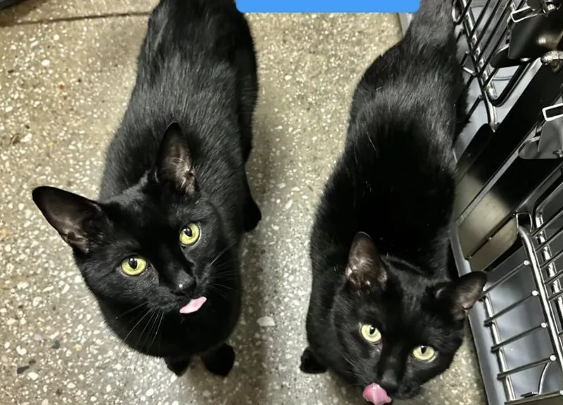 An adult medium-sized female Black Domestic Short Hair cat named Sonny and Cher for adoption in Wantagh, NY
