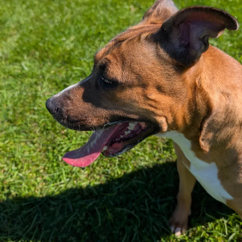 An adult medium-sized female Yellow / Tan / Blond / Fawn Pit Bull Terrier dog named Looking For Owner for adoption in Ravenna, OH