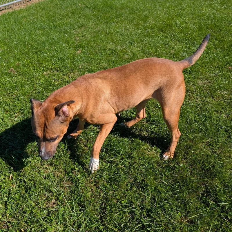 Looking For Owner thumbnail 2