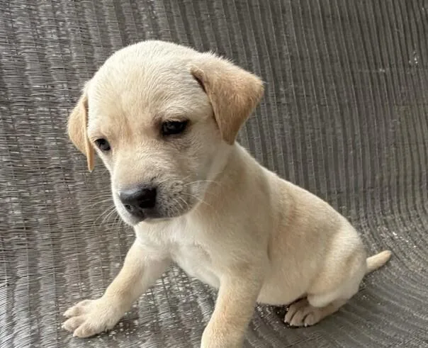 A baby medium-sized female Labrador Retriever dog named Babe Tuffy for adoption in Washington, DC