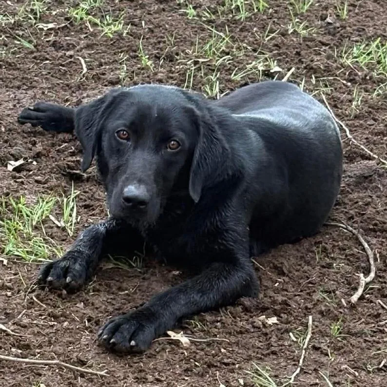 An adult large-sized male Black Labrador Retriever dog named Brutus for adoption in Rochester, MN