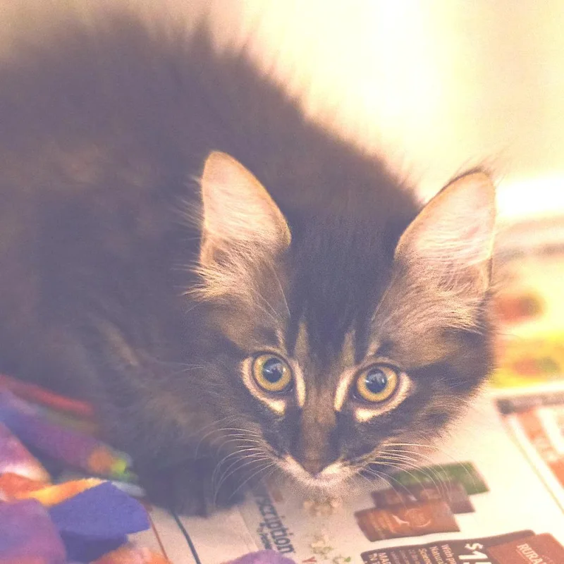 A baby small-sized male Domestic Long Hair cat named Pablo Sanchez for adoption in Belleville, IL