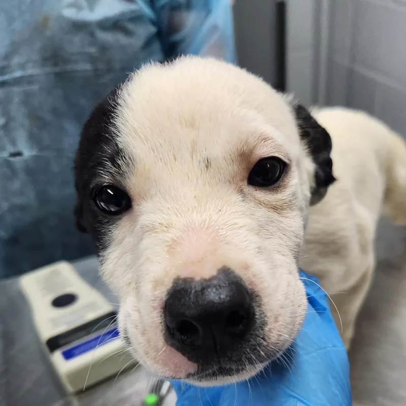 A baby small-sized female White / Cream Mixed Breed dog named Bria for adoption in Summerville, SC