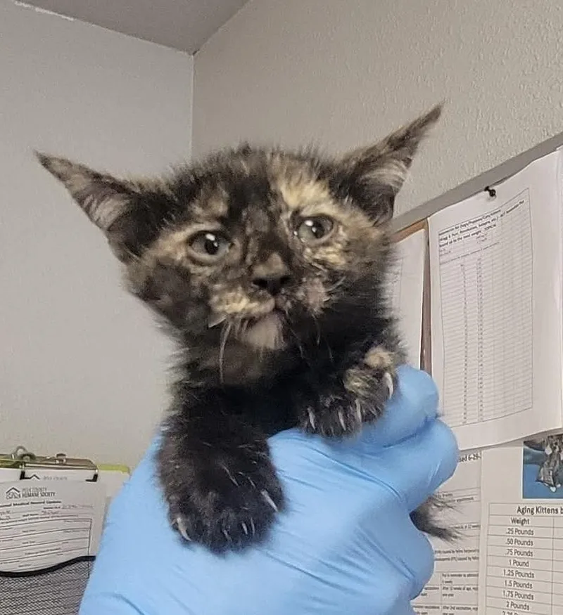A baby medium-sized female Tortoiseshell Domestic Short Hair cat named Stormy for adoption in Bolivar, MO