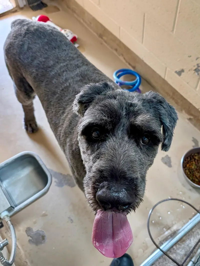 An adult extra large-sized male Gray / Blue / Silver Bouvier des Flandres dog named Walter for adoption in Sierra Vista, AZ