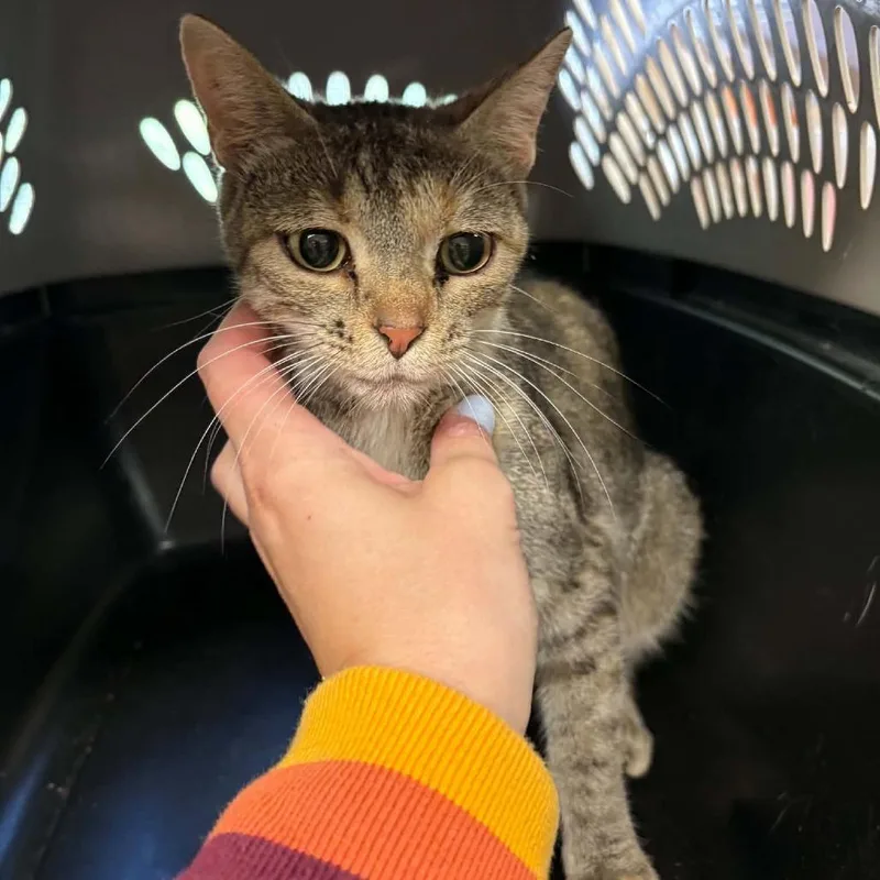 An adult medium-sized female Domestic Short Hair cat named Endora for adoption in Edwardsville, IL