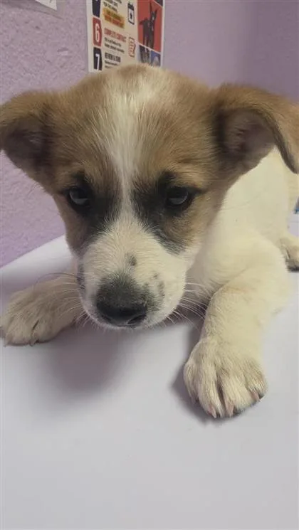 A baby small-sized female White / Cream Australian Shepherd dog named 61353077 for adoption in El Paso, TX