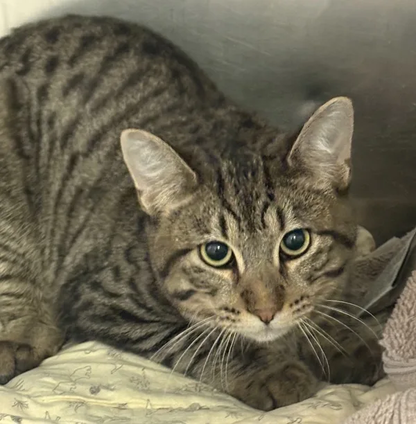 A baby medium-sized female Domestic Medium Hair cat named Elfaba for adoption in Napa, CA
