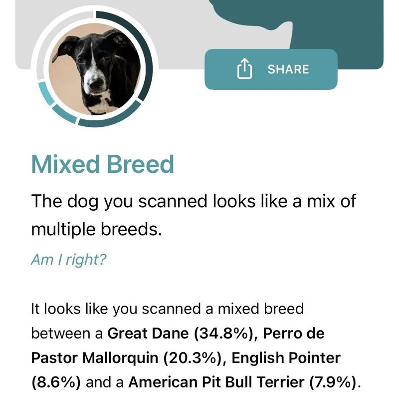 A baby small-sized male White / Cream Mixed Breed dog named Paddington for adoption in New York, NY
