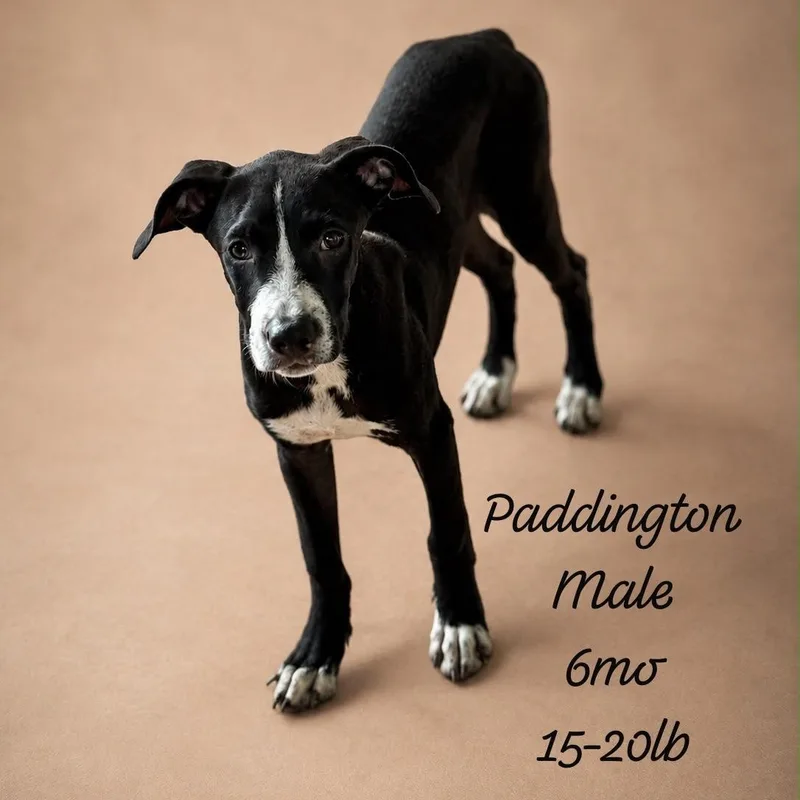 Paddington thumbnail 2