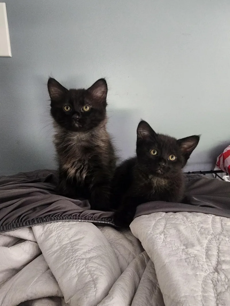 A baby small-sized female Domestic Long Hair cat named Gypsy for adoption in Crystal Lake, IL