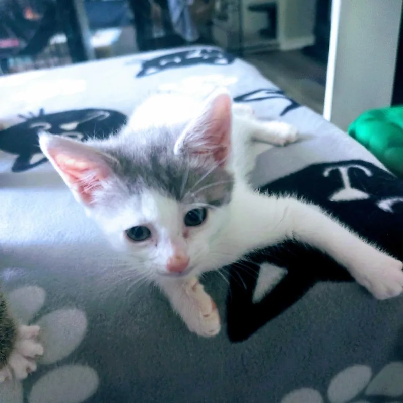 A baby small-sized female White Domestic Short Hair cat named Flurry for adoption in Long Beach, CA