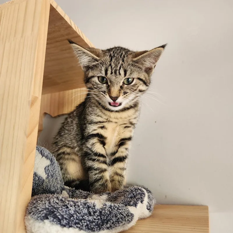 A baby small-sized female Brown / Chocolate Domestic Short Hair cat named Violet for adoption in Oak Grove, MN