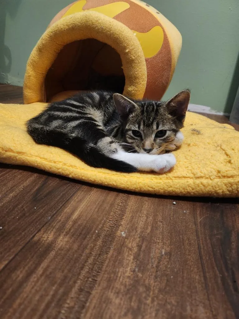 A baby large-sized male Domestic Short Hair cat named Danny for adoption in Grand Rapids, MN