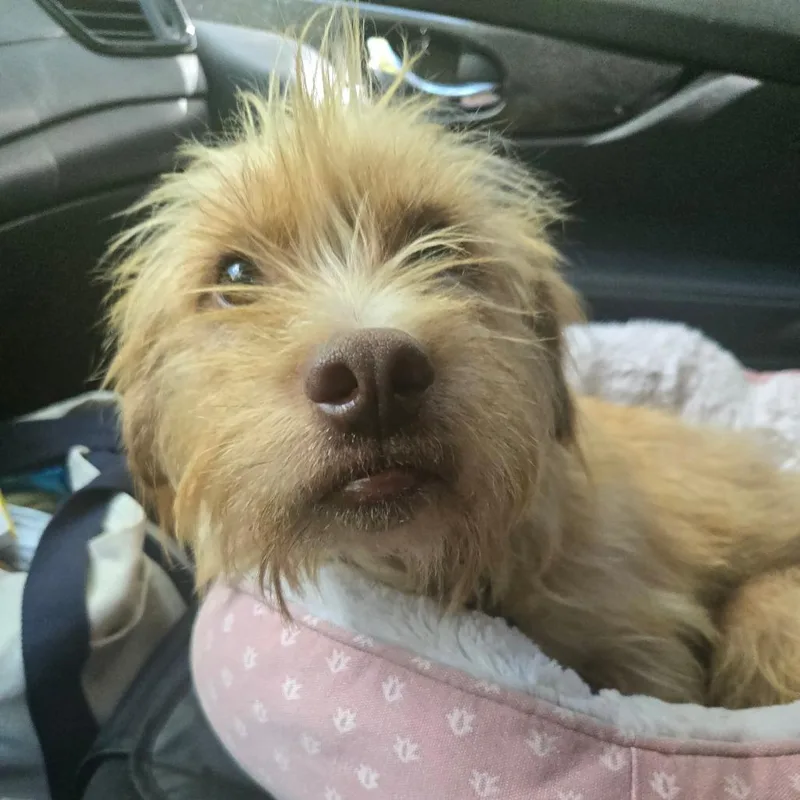 A young small-sized male Terrier dog named Booger Bear for adoption in Bessemer, AL