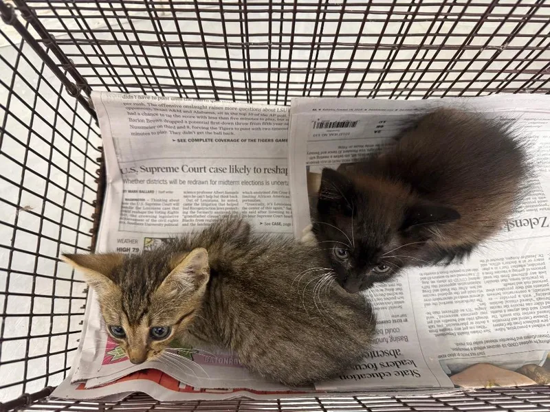 A baby medium-sized male Domestic Short Hair cat named Atticus for adoption in Sorrento, LA