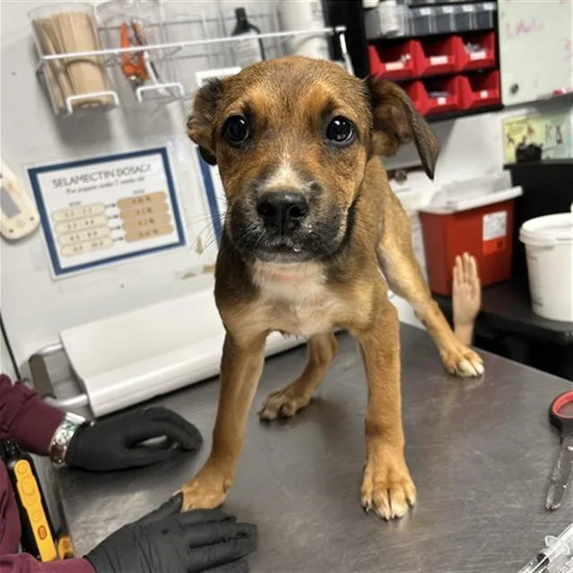 A baby medium-sized male Brown / Chocolate Shepherd dog named Judo for adoption in Richmond, VA