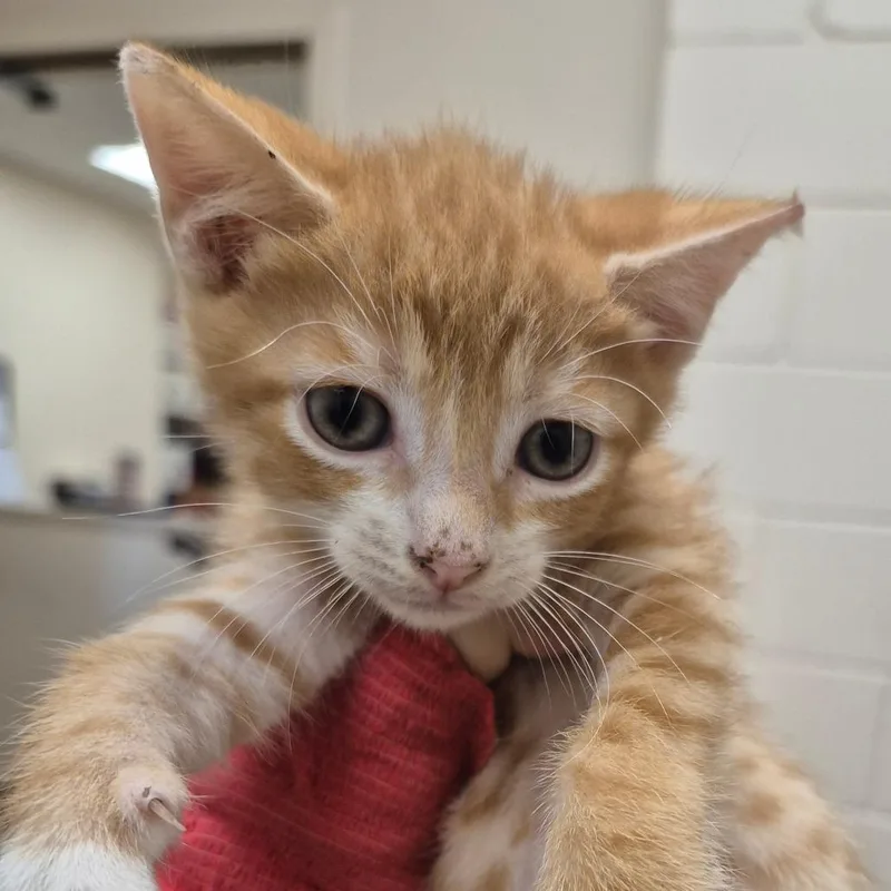 A baby small-sized male Domestic Short Hair cat named SCFLStray for adoption in Lake Panasoffkee, FL