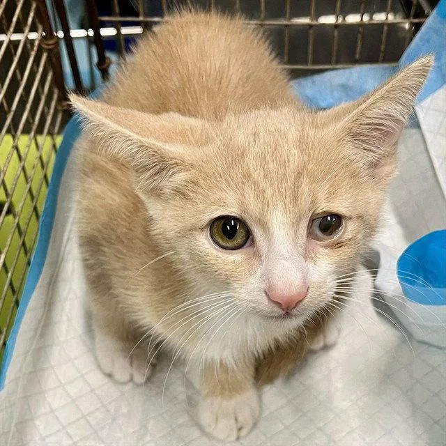 A baby small-sized male Domestic Short Hair cat named Conch Shell for adoption in Tavares, FL
